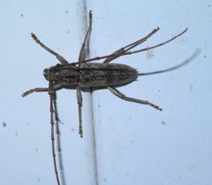 Elaphidion mucronatum P1440325a by 
xpda. Used under a CC BY-SA 4.0 license.