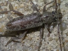 Elaphidion mucronatum P1650916a by 
xpda. Used under a CC BY-SA 4.0 license.