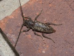 Enaphalodes atomarius P1110791a by 
xpda. Used under a CC BY-SA 4.0 license.