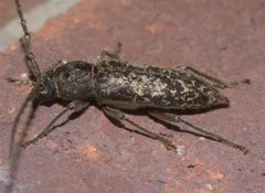 Enaphalodes atomarius P1110793a by 
xpda. Used under a CC BY-SA 4.0 license.