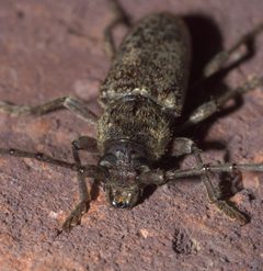 Enaphalodes atomarius P1110794a by 
xpda. Used under a CC BY-SA 4.0 license.