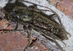 Enaphalodes atomarius P1540226a by
xpda. Used under a CC BY-SA 4.0 license.
