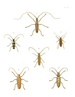 Illustrations of Exotic Entomology I 41 by Plates: Dru Drury (1725–1803). Text: John Obadiah Westwood (1805–1893). Used under a Public domain license.