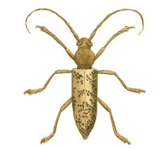Illustrations of Exotic Entomology Stenocorus Atomarius by Plates: Dru Drury (1725–1803). Text: John Obadiah Westwood (1805–1893). Used under a Public domain license.