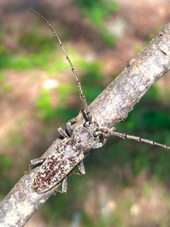 Robust Ash Borer by Discodiscere. Used under a CC BY-SA 4.0 license.
