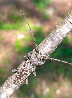 Robust Oak Borer by Discodiscere. Used under a CC BY-SA 4.0 license.