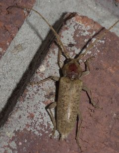 Enaphalodes rufulus P1220092a by 
xpda. Used under a CC BY-SA 4.0 license.