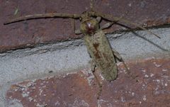 Enaphalodes rufulus P1450600a by 
xpda. Used under a CC BY-SA 4.0 license.
