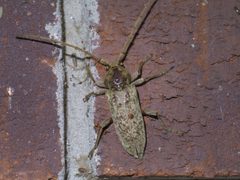 Enaphalodes rufulus P1460445a by 
xpda. Used under a CC BY-SA 4.0 license.