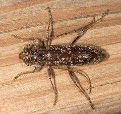 Parelaphidion aspersum by Mike Boone. Used under a CC BY-SA 2.5 license.