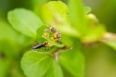 Stenosphenus dolosus by cricketsblog. Used under a CC BY 2.0 license.