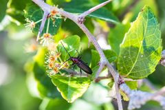 Stenosphenus dolosus - 51752109475 by cricketsblog. Used under a CC BY 2.0 license.