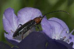Stenosphenus notatus P1020762a by 
xpda. Used under a CC BY-SA 4.0 license.