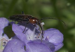 Stenosphenus notatus P1020770a by 
xpda. Used under a CC BY-SA 4.0 license.