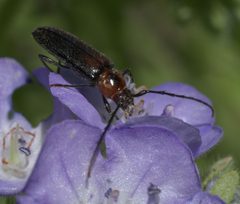 Stenosphenus notatus P1020778a by 
xpda. Used under a CC BY-SA 4.0 license.