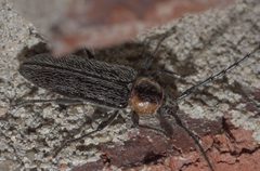 Stenosphenus notatus P1170876a by 
xpda. Used under a CC BY-SA 4.0 license.