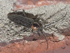 Stenosphenus notatus P1170877a by 
xpda. Used under a CC BY-SA 4.0 license.