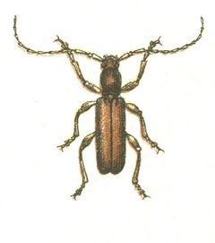 Gracilia minuta by G.G. Yakobson. Used under a Public domain license.