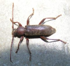 Trichoferus campestris by 



This image is created by user Lo Troisfontaine at Waarneming.nl, a source of nature observations in the Netherlands.
. Used under a CC BY 3.0 license.