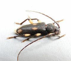 Tylonotus bimaculatus 312890086 by jimeckert49. Used under a CC BY 4.0 license.