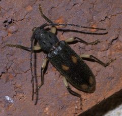 Tylonotus bimaculatus P1440798a by 
xpda. Used under a CC BY-SA 4.0 license.