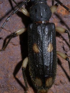 Tylonotus bimaculatus P1440799a by 
xpda. Used under a CC BY-SA 4.0 license.