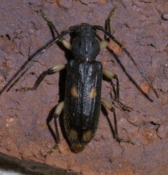 Tylonotus bimaculatus P1440800a by 
xpda. Used under a CC BY-SA 4.0 license.