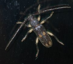 Tylonotus bimaculatus P1450246a by 
xpda. Used under a CC BY-SA 4.0 license.