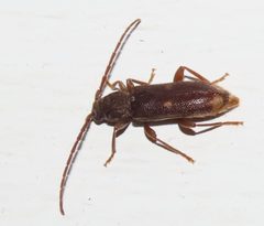 Cerambycidae Hylotrupes bajulus IMG 8788c by JonRichfield. Used under a CC BY-SA 4.0 license.
