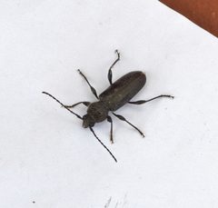 Hylotrupes bajulus by Gabriele Vaudano. Used under a CC BY-SA 4.0 license.