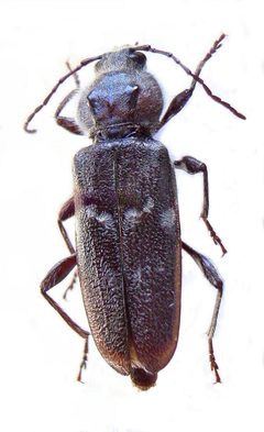 Hylotrupes bajulus01 v by wikipedia. Used under a Public domain license.