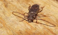 Hylotrupes bajulus Cerambycidae IMG 8790c by JonRichfield. Used under a CC BY-SA 4.0 license.