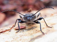 Hylotrupes bajulus front by Siga. Used under a CC BY-SA 3.0 license.