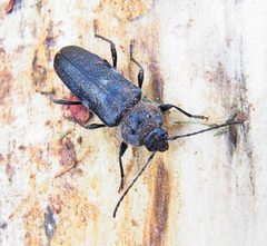 Hylotrupes bajulus up2 by Siga. Used under a CC BY-SA 3.0 license.