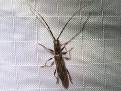 Neocompsa mexicana by Sam Kieschnick. Used under a CC BY 4.0 license.