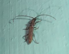 Neocompsa puncticollis cropped by José Audel López Medina. Used under a CC BY-SA 4.0 license.