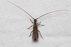Styloxus fulleri by Ken-ichi Ueda. Used under a CC BY 4.0 license.