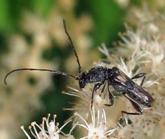 Molorchus bimaculatus by Jacy Lucier. Used under a CC BY-SA 4.0 license.