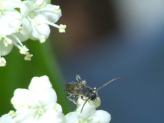 Molorchus bimaculatus P1390030a by 
xpda. Used under a CC BY-SA 4.0 license.
