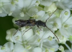 Molorchus bimaculatus P1390036a by 
xpda. Used under a CC BY-SA 4.0 license.