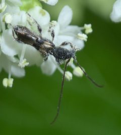 Molorchus bimaculatus P1390040a by 
xpda. Used under a CC BY-SA 4.0 license.