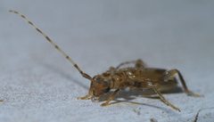 Obrium maculatum P1650457a by 
xpda. Used under a CC BY-SA 4.0 license.
