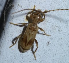 Obrium maculatum P1650458a by 
xpda. Used under a CC BY-SA 4.0 license.