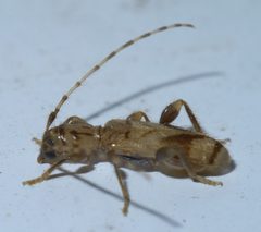 Obrium maculatum P1650792a by 
xpda. Used under a CC BY-SA 4.0 license.
