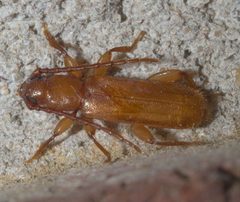 Smodicum cucujiforme P1210193a by 
xpda. Used under a CC BY-SA 4.0 license.