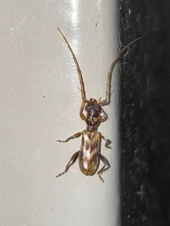 Stenhomalus taiwanus on the elevator door - 2 by Kyu3a. Used under a CC BY-SA 4.0 license.