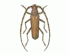 Biologia Centrali-Americana - Malacopterus lineatus by W. Purkiss. Used under a Public domain license.