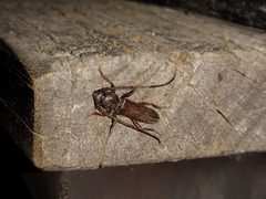 Paranoplium gracile - inat 181152267 by {{{name}}}. Used under a CC BY 4.0 license.