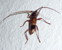 Eucalypt Borer. Phoracantha recurva - Flickr - gailhampshire by gailhampshire from Cradley, Malvern, U.K. Used under a CC BY 2.0 license.