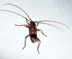Phoracantha recurva. Cerambycidae. - Flickr - gailhampshire by gailhampshire from Cradley, Malvern, U.K. Used under a CC BY 2.0 license.